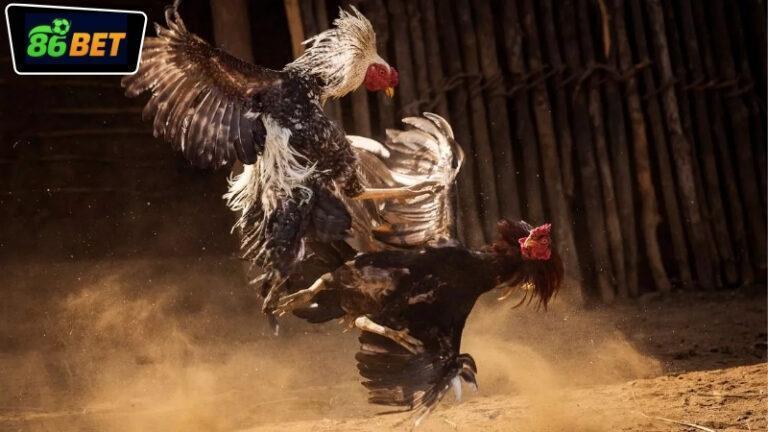 Ưu điểm nhân văn trong quy trình rút tiền tại 86bet